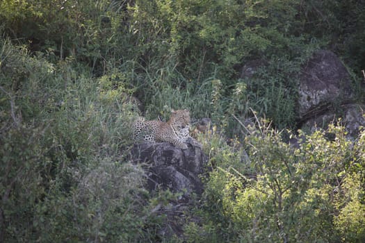 Leopard Kenya Africa savannah wild animal cat mammal