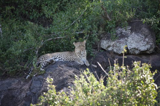 Leopard Kenya Africa savannah wild animal cat mammal