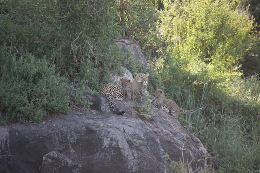 Leopard Kenya Africa savannah wild animal cat mammal