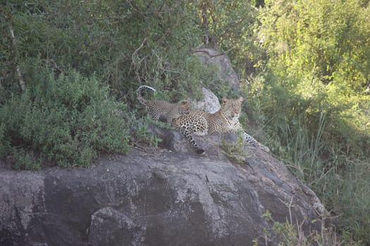 Leopard Kenya Africa savannah wild animal cat mammal