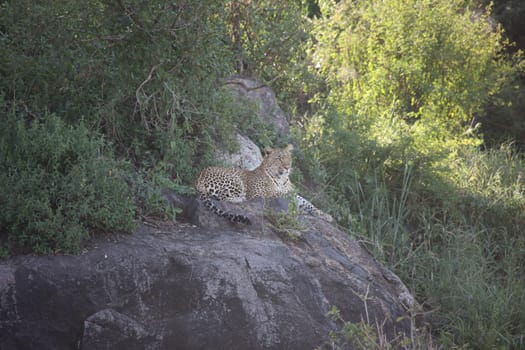Leopard Kenya Africa savannah wild animal cat mammal