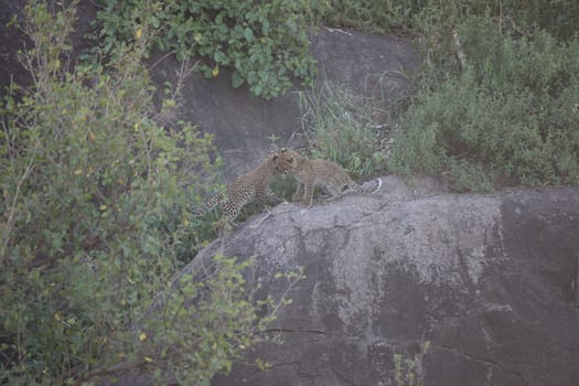 Leopard Kenya Africa savannah wild animal cat mammal