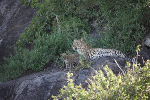 Leopard Kenya Africa savannah wild animal cat mammal