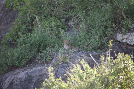 Leopard Kenya Africa savannah wild animal cat mammal
