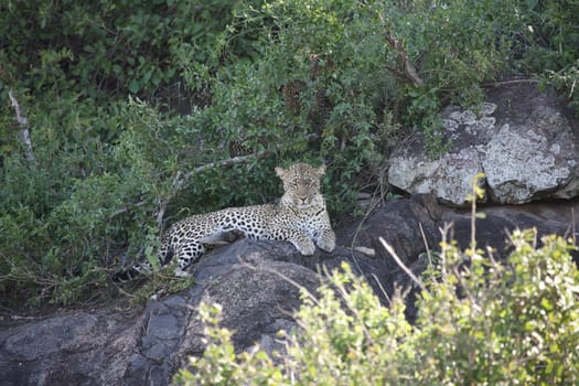 Leopard Kenya Africa savannah wild animal cat mammal