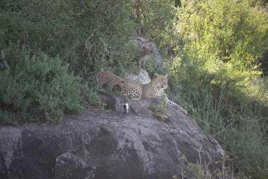 Leopard Kenya Africa savannah wild animal cat mammal