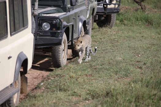 Leopard Kenya Africa savannah wild animal cat mammal