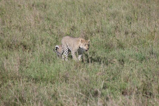 Leopard Kenya Africa savannah wild animal cat mammal
