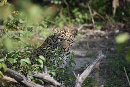 Leopard Kenya Africa savannah wild animal cat mammal