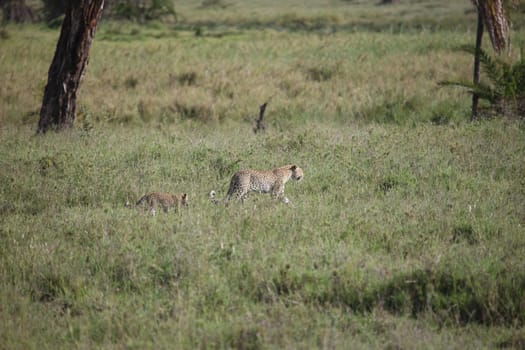 Leopard Kenya Africa savannah wild animal cat mammal