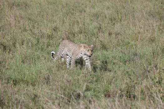 Leopard Kenya Africa savannah wild animal cat mammal