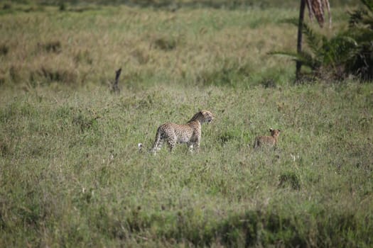 Leopard Kenya Africa savannah wild animal cat mammal
