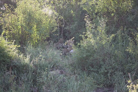 Leopard Kenya Africa savannah wild animal cat mammal