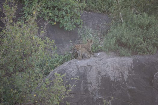Leopard Kenya Africa savannah wild animal cat mammal