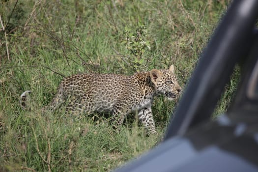 Leopard Kenya Africa savannah wild animal cat mammal