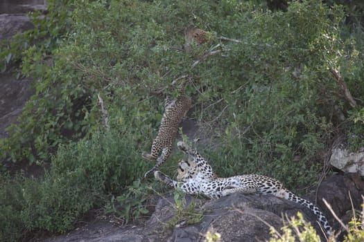 Leopard Kenya Africa savannah wild animal cat mammal