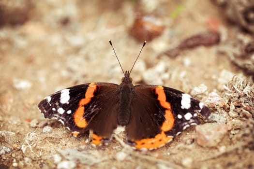 Admiral on a forest path - Vanessa atalanta in a macro shot - Vintage look