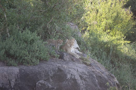 Leopard Kenya Africa savannah wild animal cat mammal