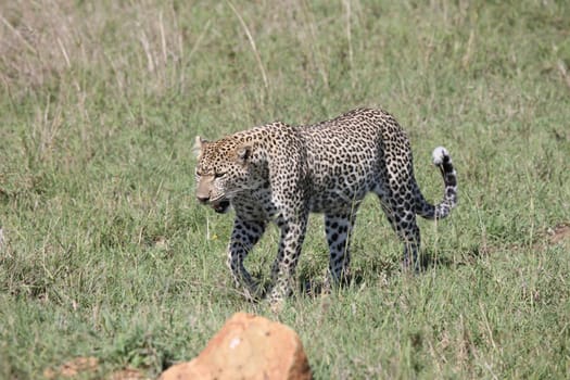 Leopard Kenya Africa savannah wild animal cat mammal