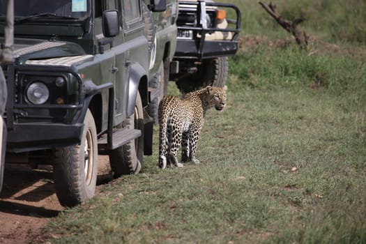 Leopard Kenya Africa savannah wild animal cat mammal
