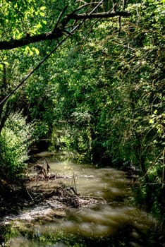Stream flows through a fairytale forest