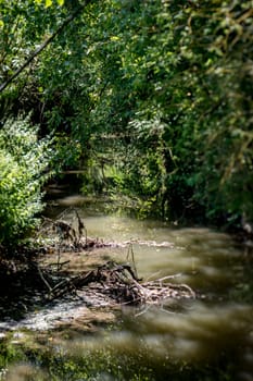 Stream flows through a fairytale forest
