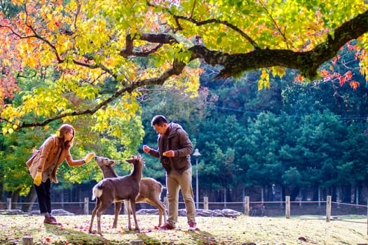 Nara, Japan - Nov, 11 2011 : fall season with beautiful maple color at Nara Park, Japan