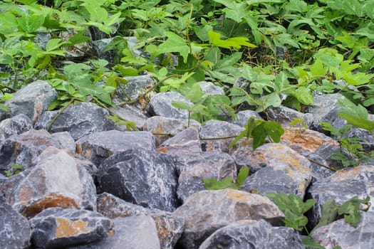 Leaf and rock in garden near my home.