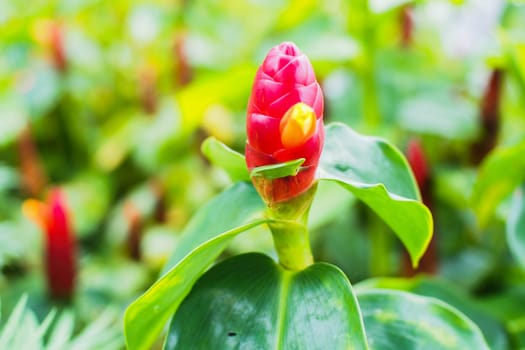 Flower do not bloom in the garden