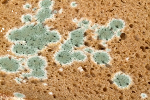 Mouldy bread in detail