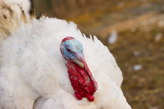 Turkeys from a Hessian free-range farm