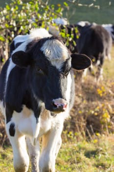 Young calf black-coloured in free-range husbandry