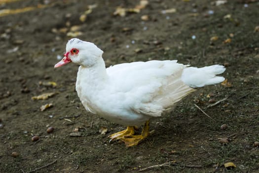 Breeding of ducks in the outdoor enclosure