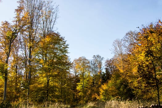 Autumn forest impressions in the afternoon light