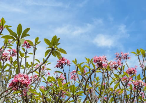A bunch of pink plumeria flower aganist blue sky