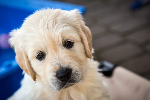 Golden Retriever puppies 6 weeks old