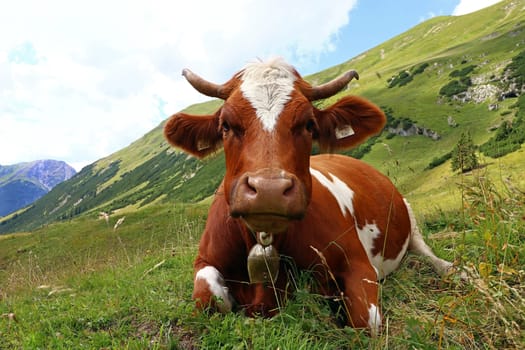 Pretty red and white Fleckvieh in the mountains. Simmental cattle with horns and bell in the mountains