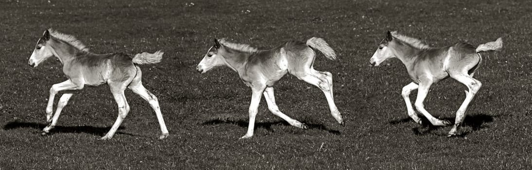 Galloping Haflinger foal in black and white. Panorama of three Haflinger foals