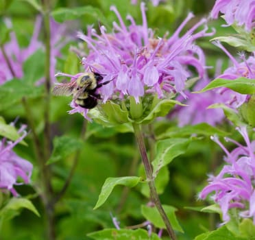 Bumble Bee on Bergamot