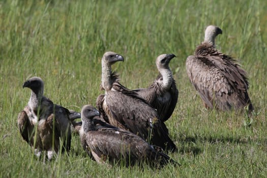 Wild Griffon Vulture Africa savannah Kenya dangerous bird