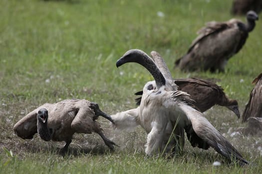 Wild Griffon Vulture Africa savannah Kenya dangerous bird