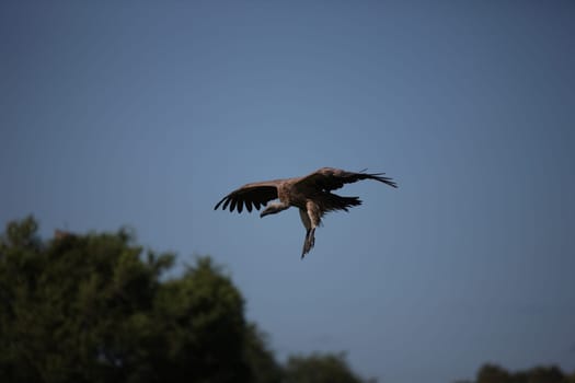 Wild Griffon Vulture Africa savannah Kenya dangerous bird