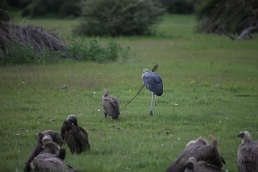 Wild Griffon Vulture Africa savannah Kenya dangerous bird