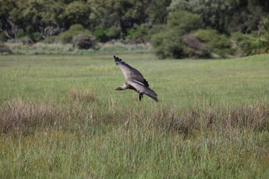 Wild Griffon Vulture Africa savannah Kenya dangerous bird