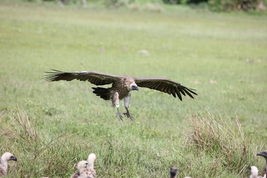 Wild Griffon Vulture Africa savannah Kenya dangerous bird