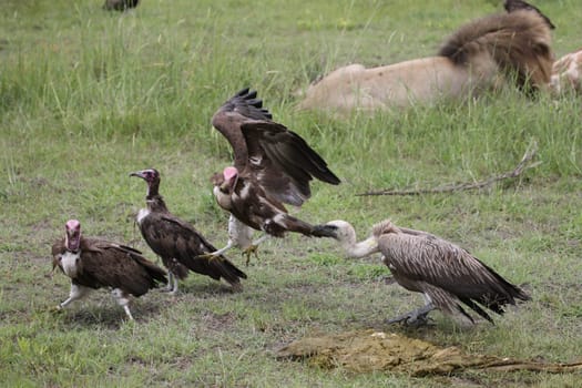 Wild Griffon Vulture Africa savannah Kenya dangerous bird