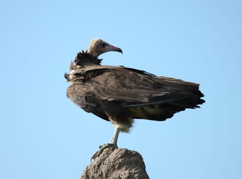 Wild Griffon Vulture Africa savannah Kenya dangerous bird