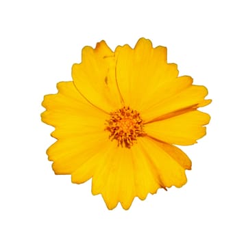 Flower of star tickseed, isolated on white background
