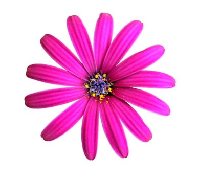 Flower of African daisy isolated on white background