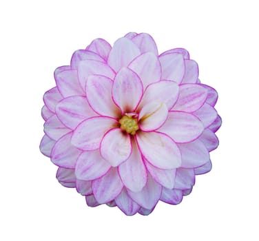 Flower of pink dahlia, isolated on white closeup